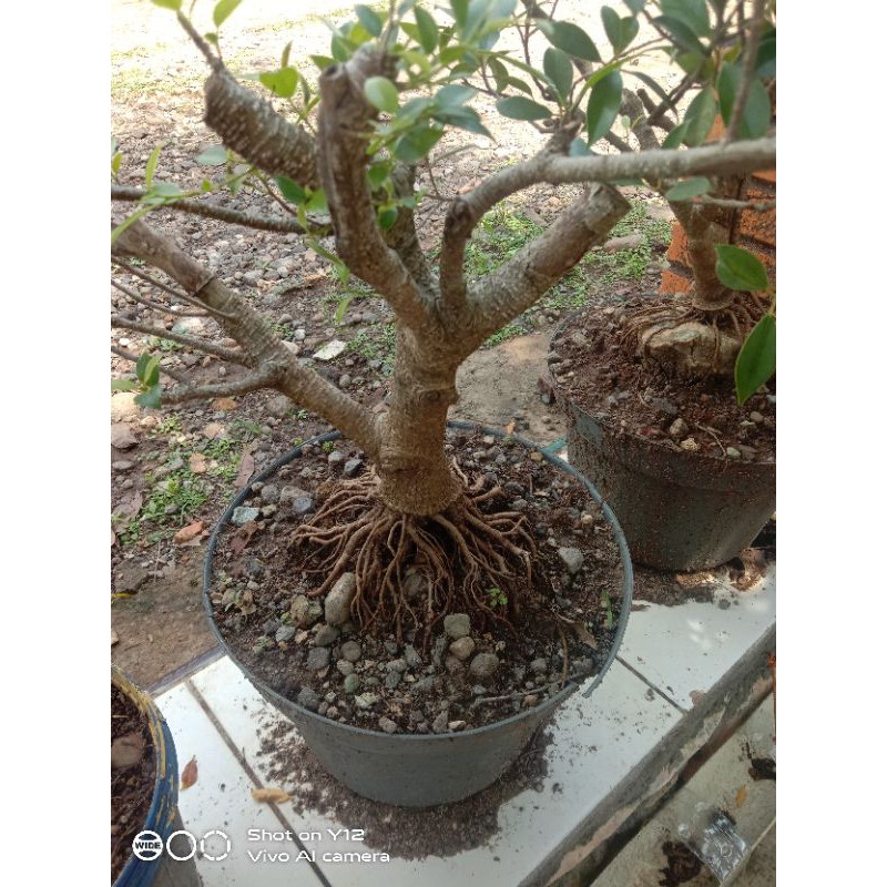 BONSAI KIMENG BAKALAN REALPICT