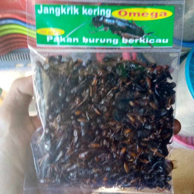 Jangkrik kering omega voer