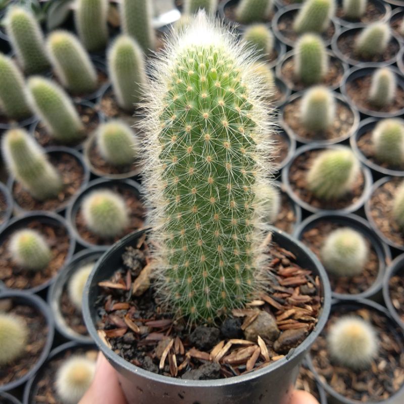 Cleistocactus Colademonosis | DP 10cm