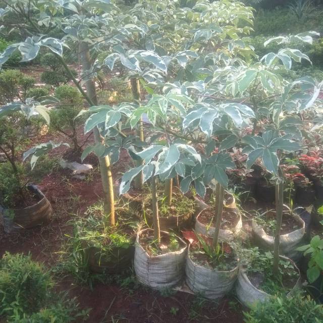 Tanaman hias Pohon kapuk parigata
