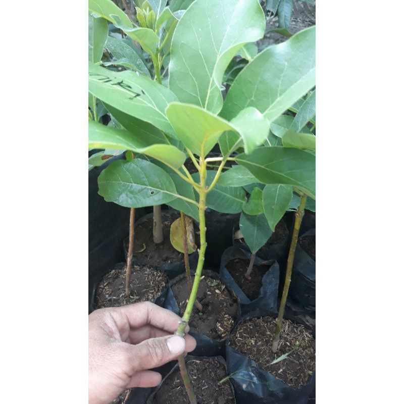 

Alpukat kendil okulasi