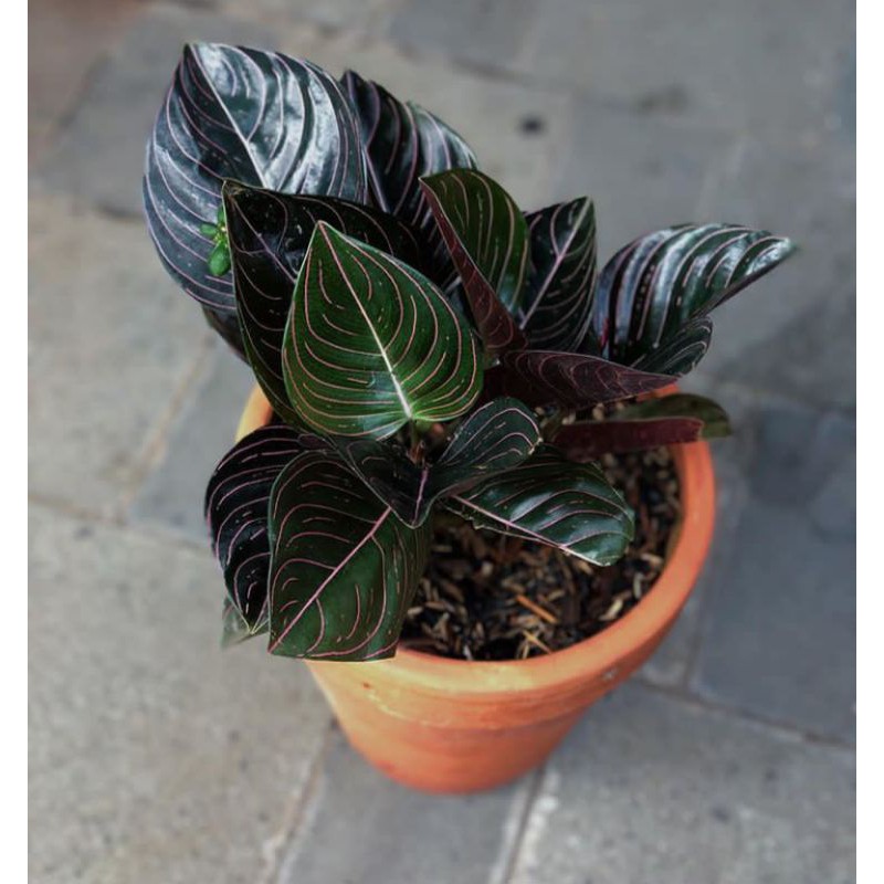 tanaman hias aglonema rotundum aceh / aglonema rotundum / rotundum aceh / aglonema murah rotundum