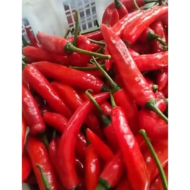 

CABE Merah Besar PER KG