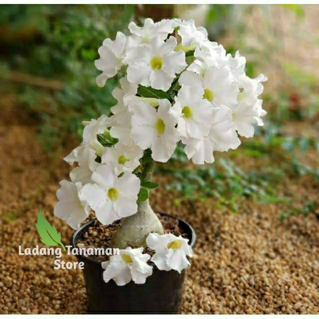 Tanaman hias adenium kamboja jepang bunga putih