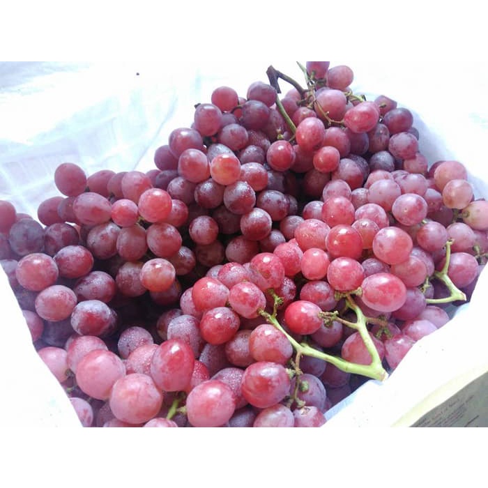 

Buah Anggur merah globe manis australia MONA SAYUR Bandung