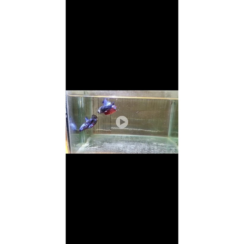 ikan Cupang avatar gordon