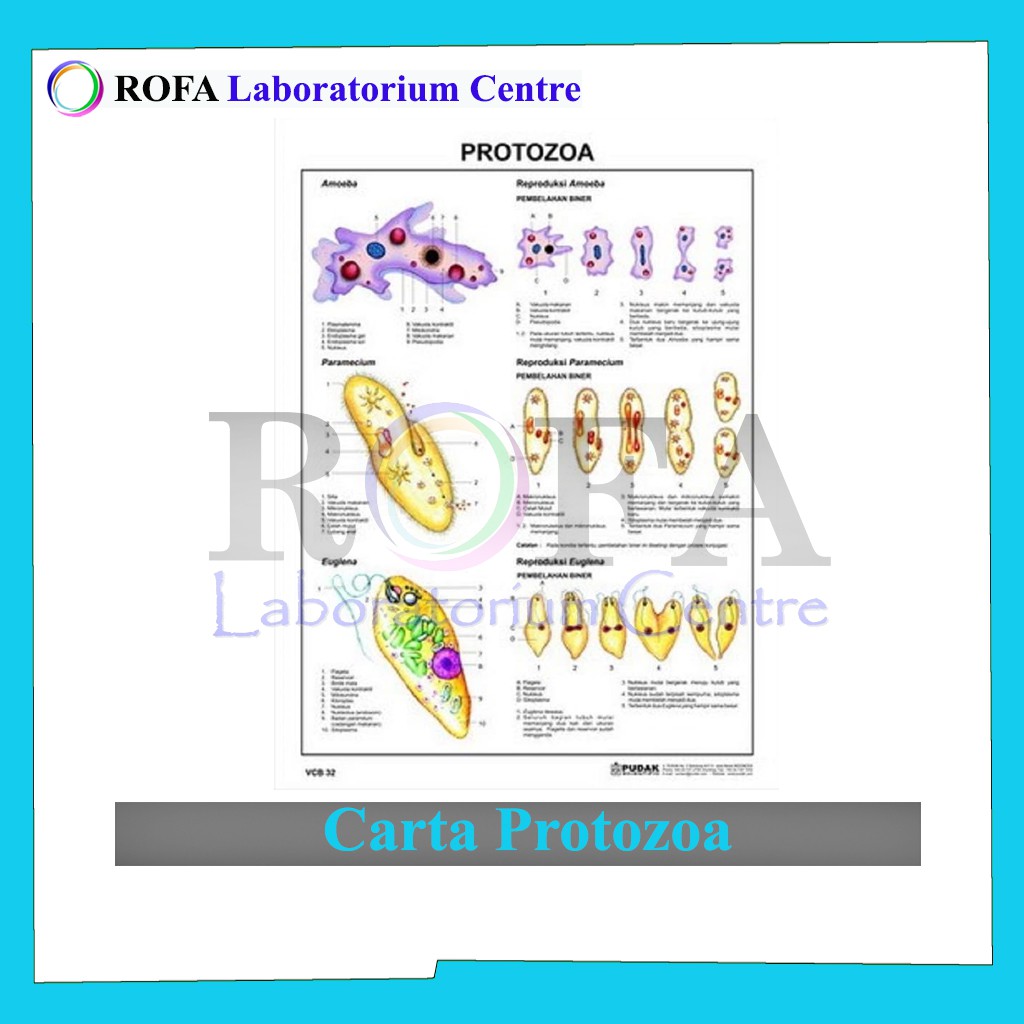 

Carta Protozoa / Carta Biologi / Carta IPA