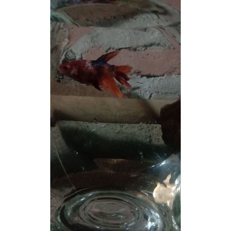 cupang nemo (bahan) sudah notol,HM