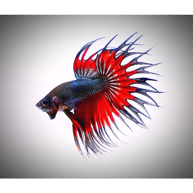 Jual PROMO Ikan Hias Cupang Crowntail Serit Warna Cantik Indonesia