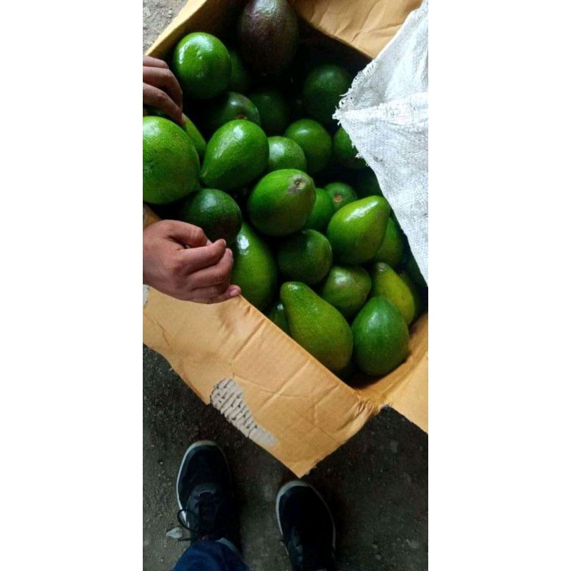 

ALPUKAT MENTEGA SUPER