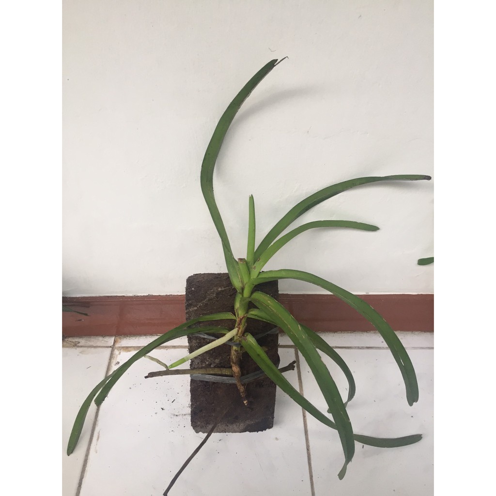 ANGGREK VANDA LIMBATA