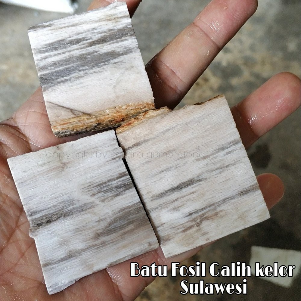 BAHAN ROUGH NATURAL BATU FOSIL GALIH KELOR SULAWESI