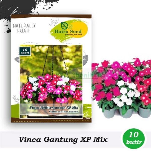 Dijual Benih-Bibit Bunga Vinca GantungTrailing XP Mix Haira Seed Murah