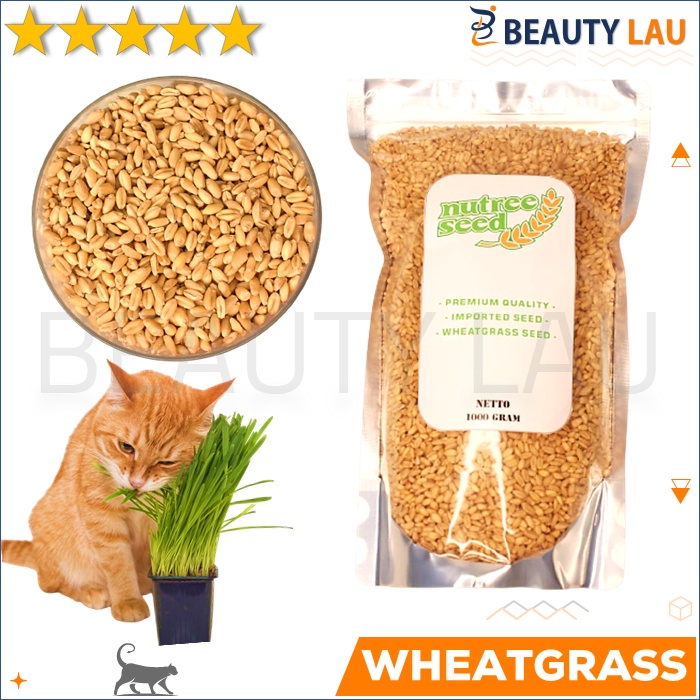 BENIH WHEATGRASS 1KG BIBIT RUMPUT GANDUM UNTUK KUCING BIJI WHEAT GRASS MICROGREEN SEED CAT GRASS