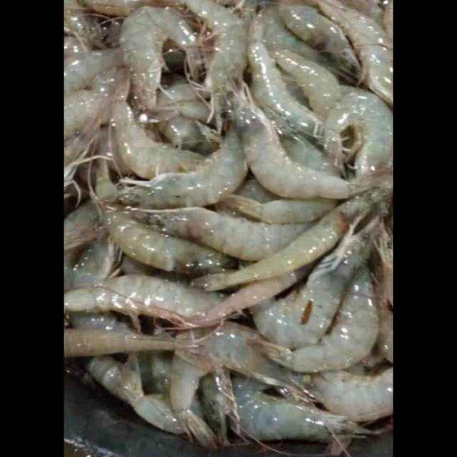 

Udang vaname size 60 s/ 70