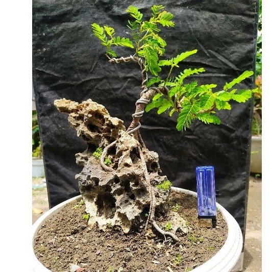 bahan bonsai asem jawa on the rock sesuai gambar