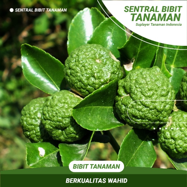 

Paket 10 Buah Jeruk Purut Daunnya Buat Masak