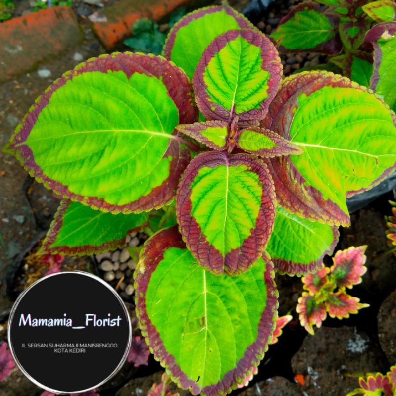 Tanaman Miana Premium ID Bolu Pandan/ingler/jawer kotok Ready Stek Batang dan Berakar