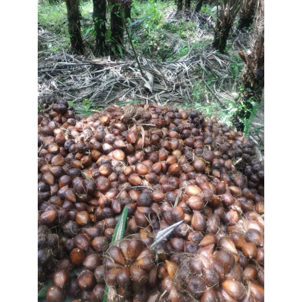 

Buah Salak Pondoh