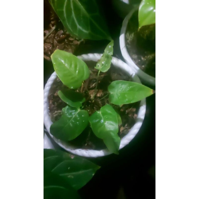Anthurium veitchii