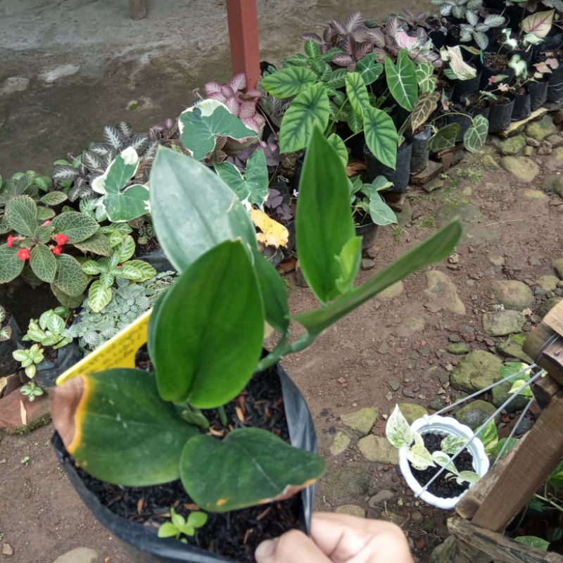 tanaman hias bunga scindapsus treubii black