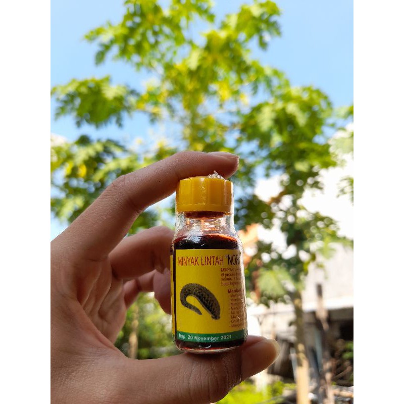 Minyak Lintah Nori Asli Papua