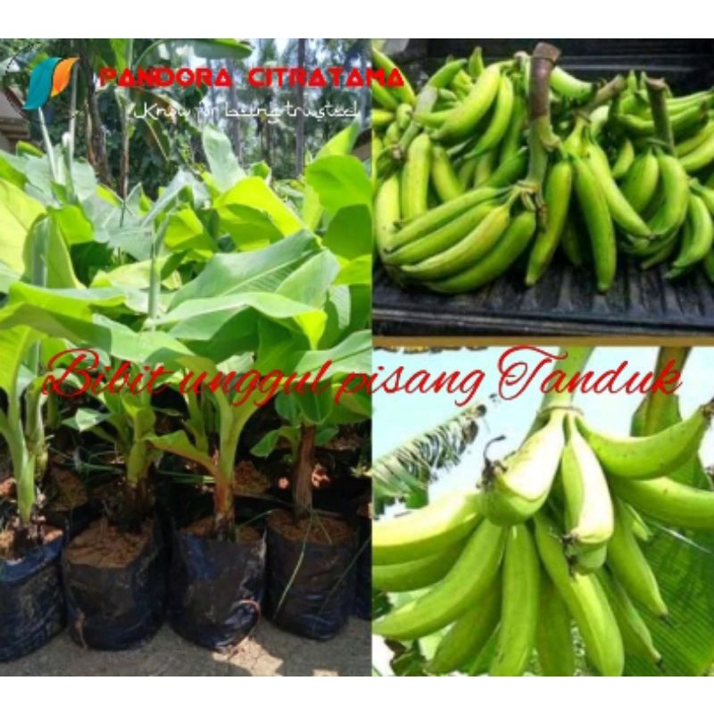 Bibit pisang tanduk jumbo.