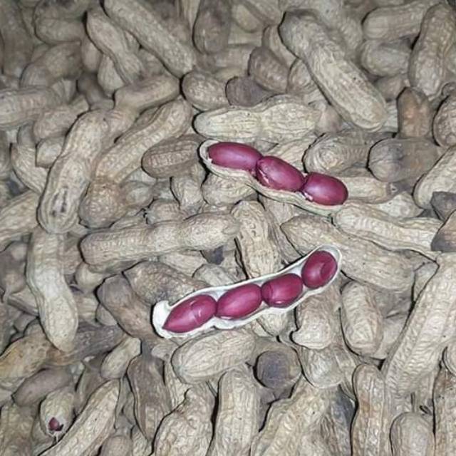 

Kacang merah / kacang kawangkoan