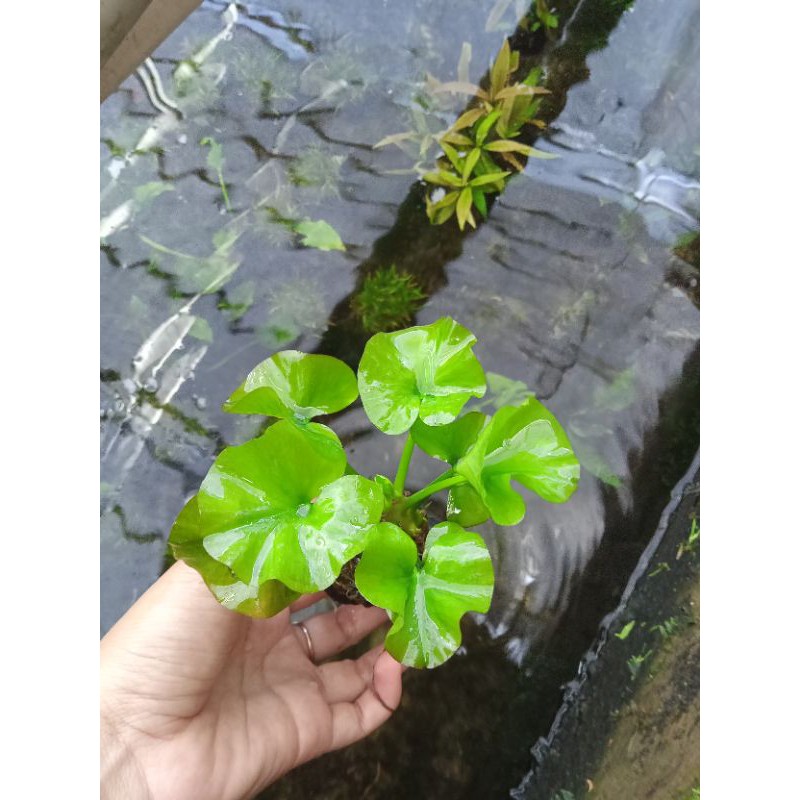 tanaman aquascape water lily