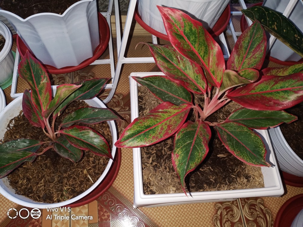Aglaonema Lipstick Tanaman Hias