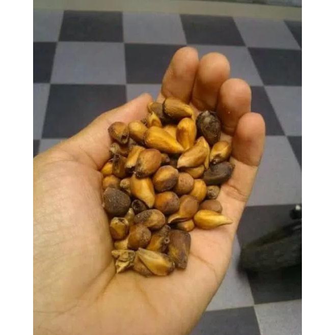 Unggul 1 Kg Biji Benih Tanaman Pohon Gmelina Unggul #_*