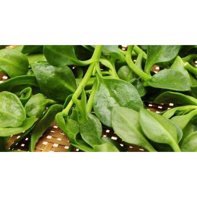 

DAUN RAJA / DAUN DEWA / DAUN SAMBILOTO PER IKAT
