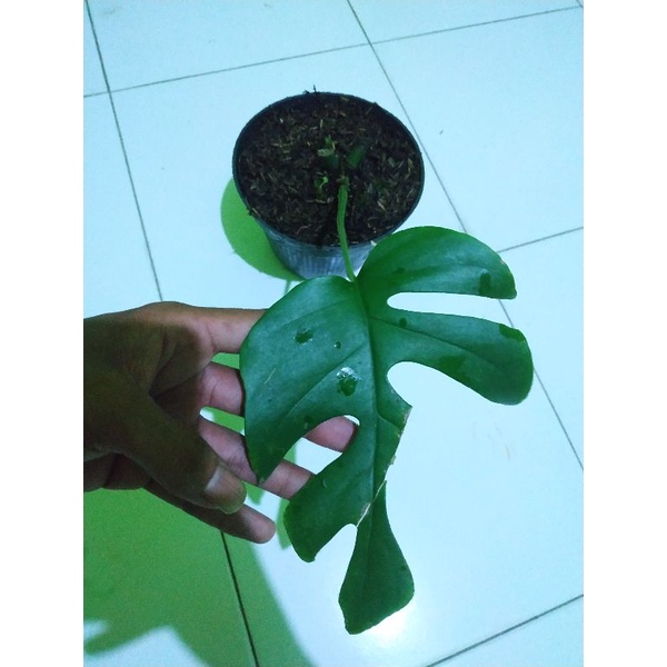 MONSTERA MINIMA