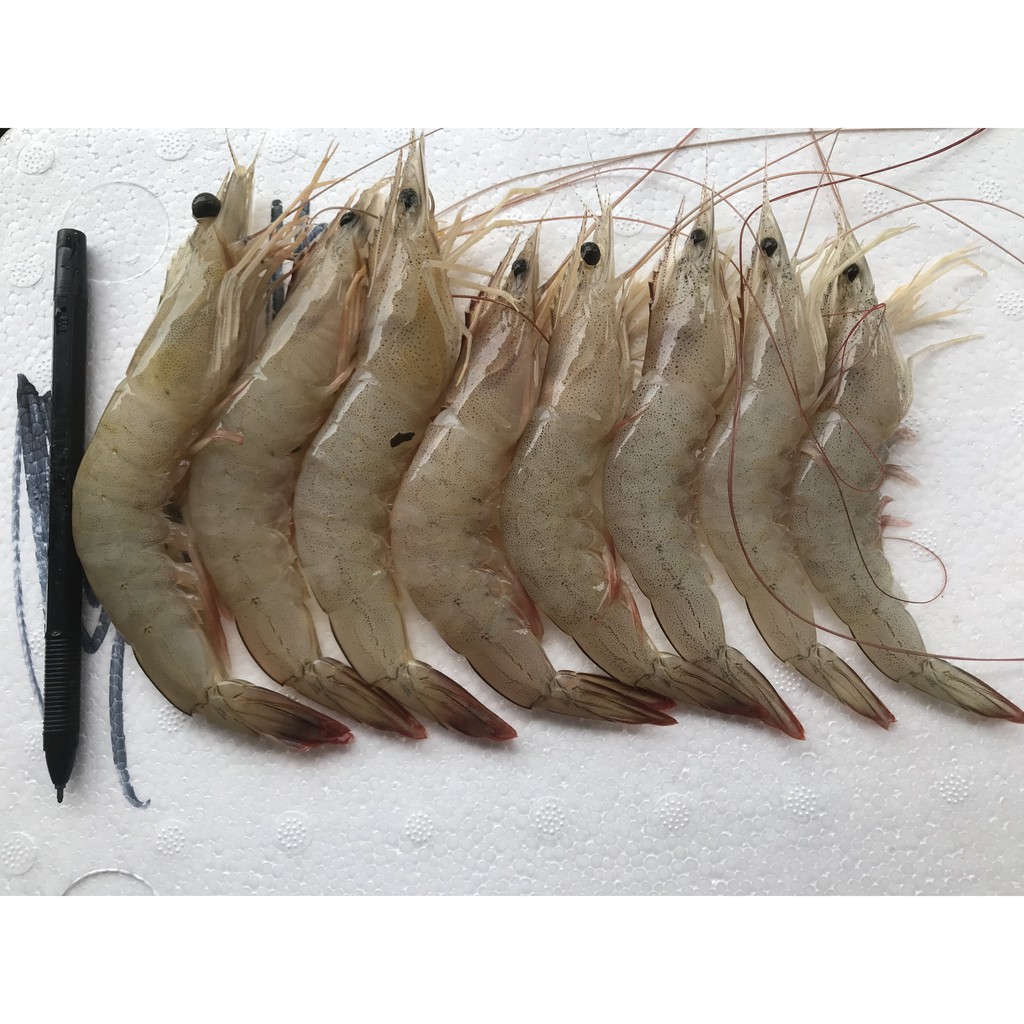 

Udang Jerebung Segar Fresh Shrimp 1KG