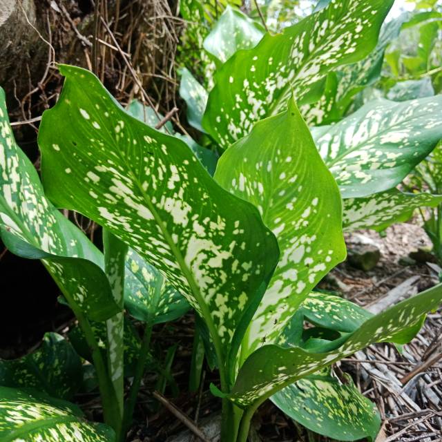Tanaman hias aglonema snow white (sri rejeki) beras tumpah