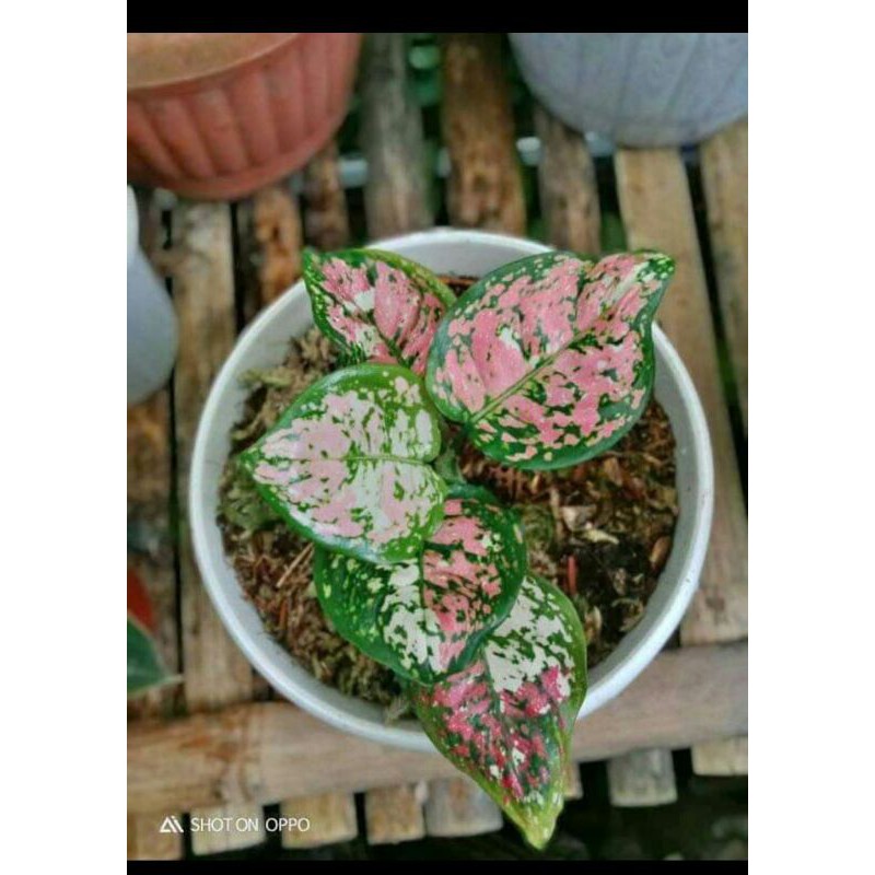 aglonema treecolor/ tanaman hias aglonema tricolor anakan