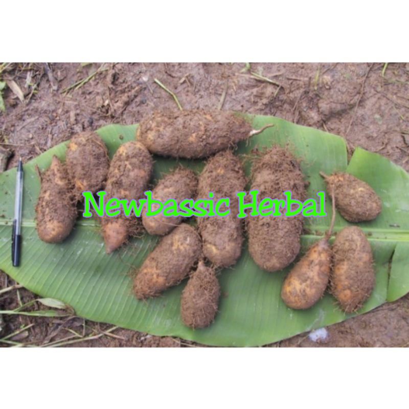 

ubi gembili paket hemat 500 gram