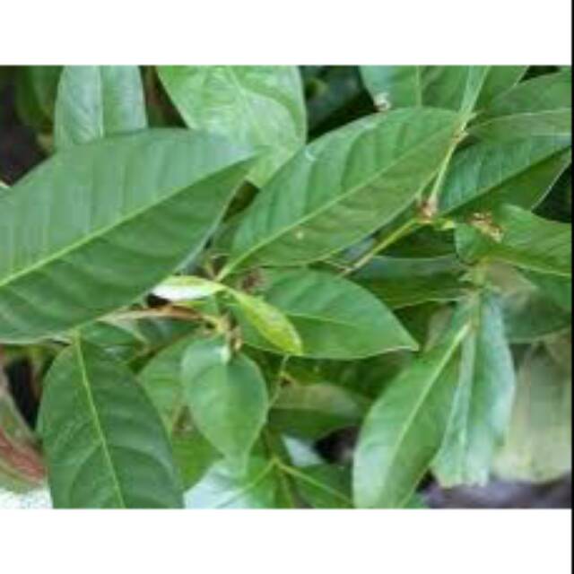 

Bubuk daun salam kemasan 100gram