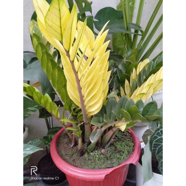 Tanaman Hias Samia Varigata