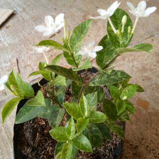 Bunga melati jasmine varigata Shopee Indonesia Bunga melati jasmine varigata Shopee Indonesia