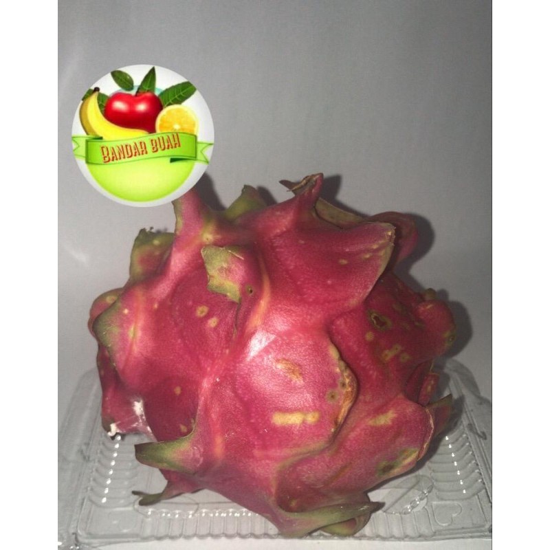 

BUAH NAGA MERAH