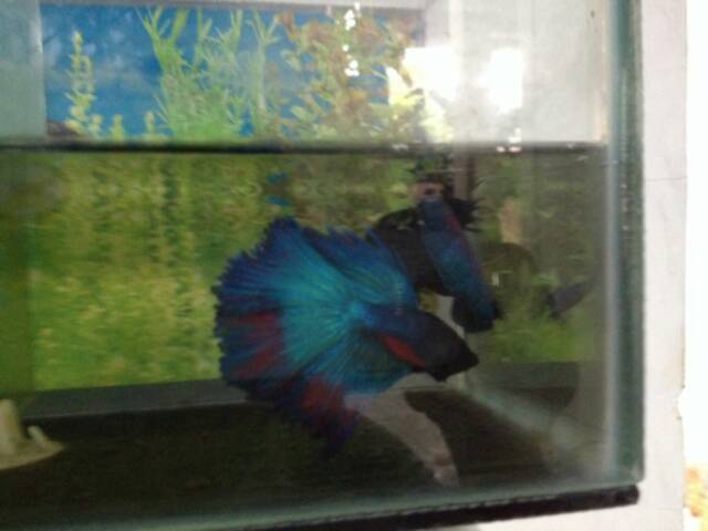 ikan cupang halfmoon hijau torquise kemerahan / tosca jantan