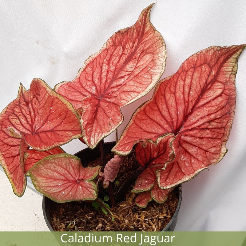 Caladium Red Jaguar