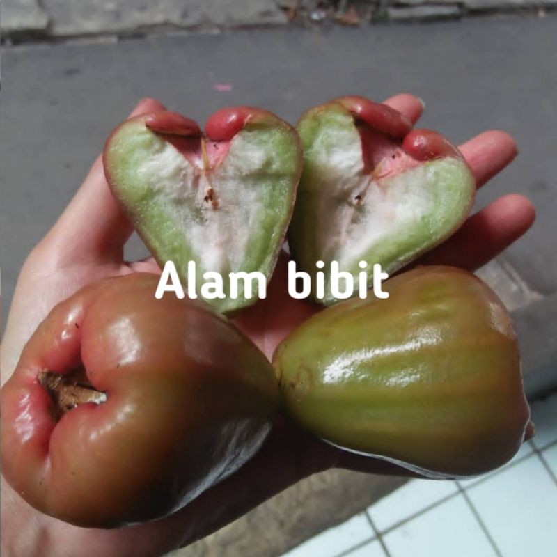 BIBIT JAMBU AIR CINCALO MERAH OKULASI (COCOK DI TANAM POT)