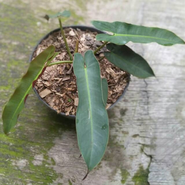 Philodendron Atabapoense Shopee Indonesia