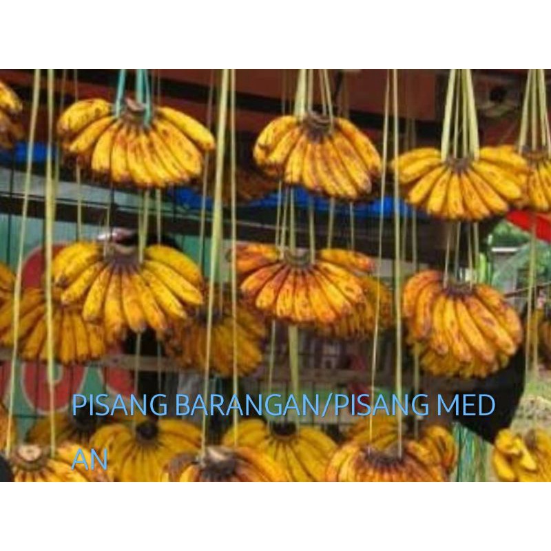 

PISANG BARANGAN/PISANG MEDAN SUPER MANIS 1,SISIR