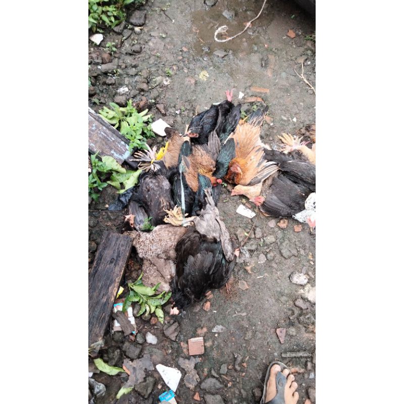 

ayam kampung organik