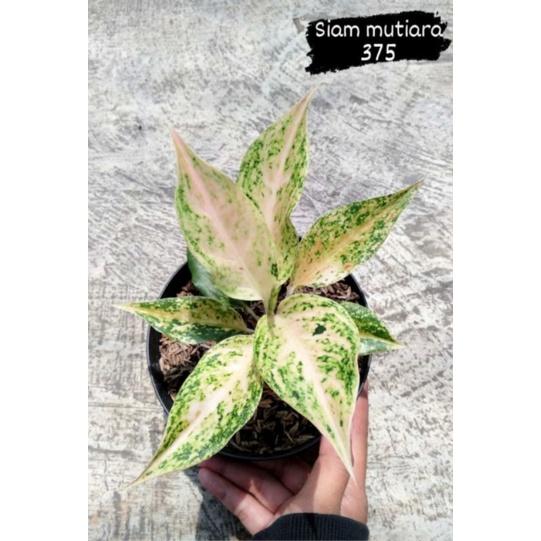 siam mutiara aglonema