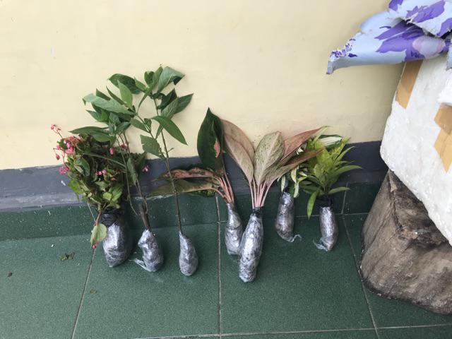 Tanaman Hias Begonia Hijau Bunga Merah