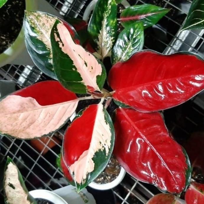 Tanaman Hias Aglaonema Threecolour - Aglonema Treecolor Zilvatanmart